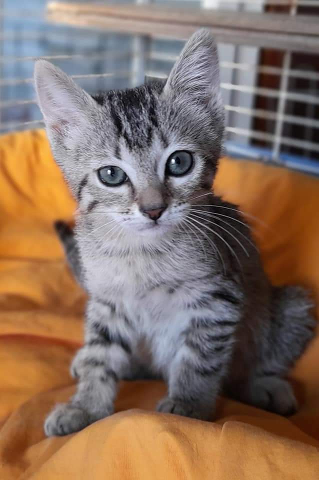 deltarescat's tweet photo. https://t.co/UCv2kPZjHp

#aspen en #adopció
#DeltaRescat #deltebreabandonaelsanimals https://t.co/oHrie9bd2Q
