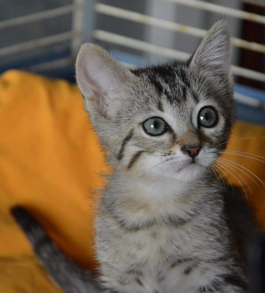 deltarescat's tweet photo. https://t.co/UCv2kPZjHp

#aspen en #adopció
#DeltaRescat #deltebreabandonaelsanimals https://t.co/oHrie9bd2Q