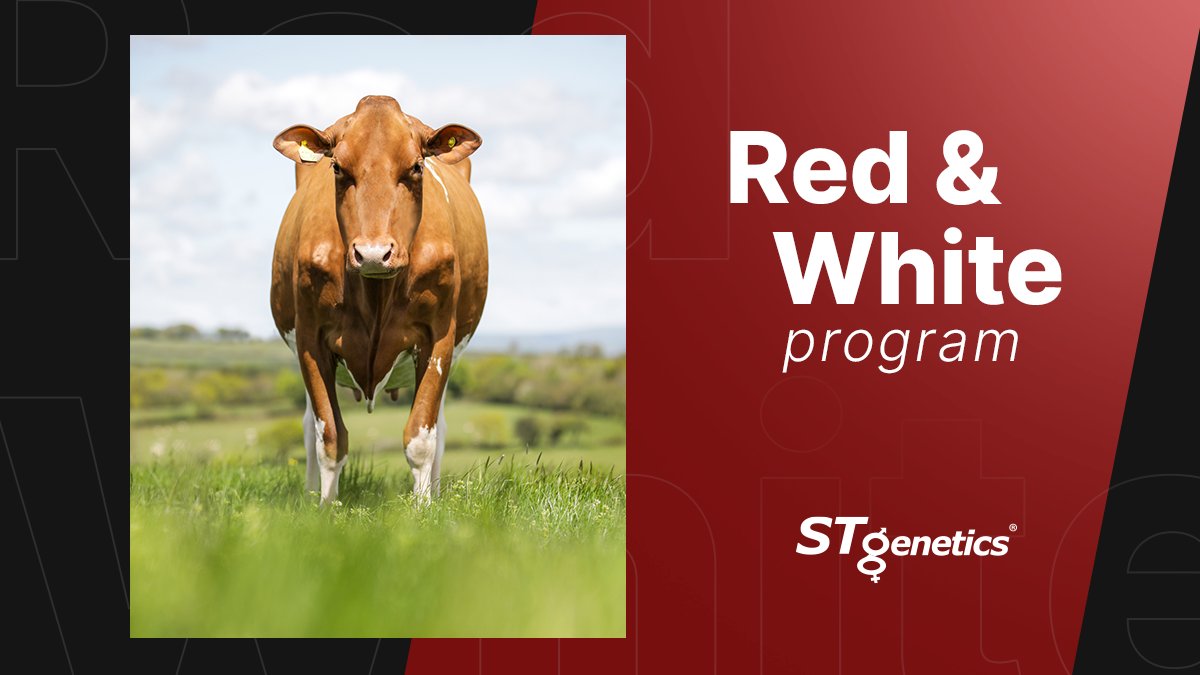 STgenetics's tweet image. STgenetics includes a strong group of RED and Red Carriers Sires into its active line-up, including JORDY-RED, ALTITUDE-RED, AMARETTO-RED, MOOVIN*RC, PARADISE*RC and ARVIS*RC, all available in #4M™. With these Sires, #STgenetics is powerful in the #RedandWhite genetics world!