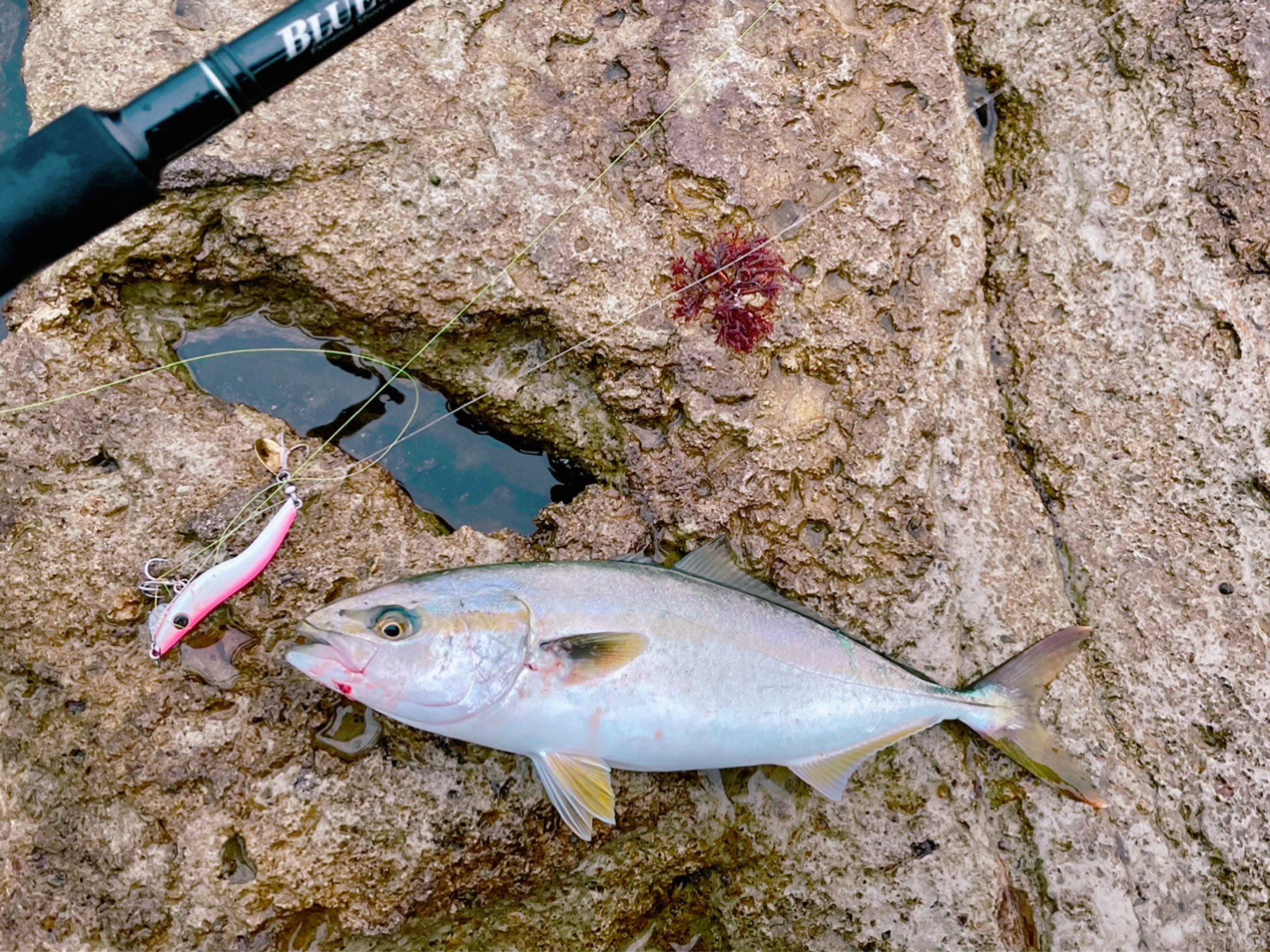 のん 釣りったー 今季初青物 モジャモジャw 三浦半島 磯活 ヤマガブランクス メタルマル ブリーデン T Co Ernn7jfygf Twitter