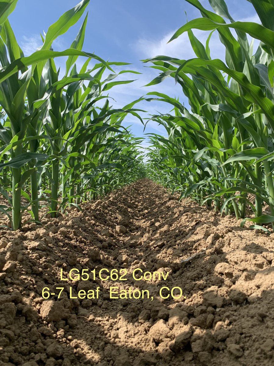 Teply_tweeter's tweet photo. Excellent @AgReliant PCR location near Eaton, CO. This is one of my favorite places to walk corn. The #mixmaker lineup in the 90-100 day maturity is about to get really robust. https://t.co/CHvLprGgg5