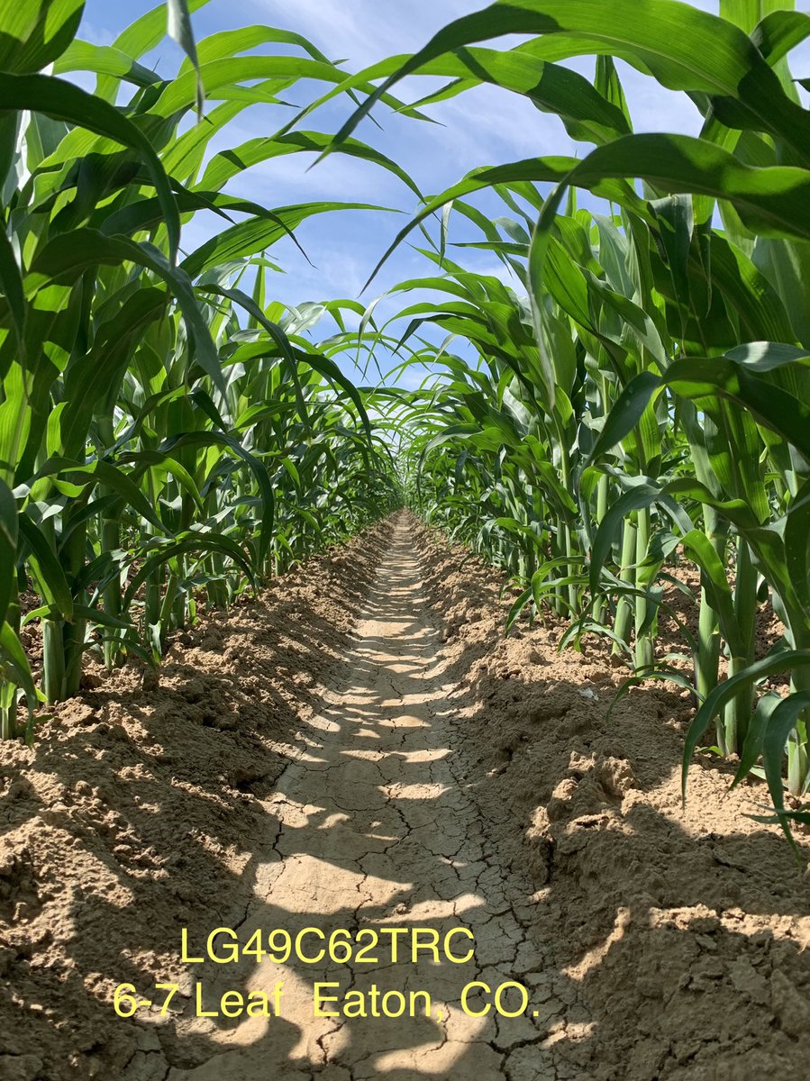 Teply_tweeter's tweet photo. Excellent @AgReliant PCR location near Eaton, CO. This is one of my favorite places to walk corn. The #mixmaker lineup in the 90-100 day maturity is about to get really robust. https://t.co/CHvLprGgg5