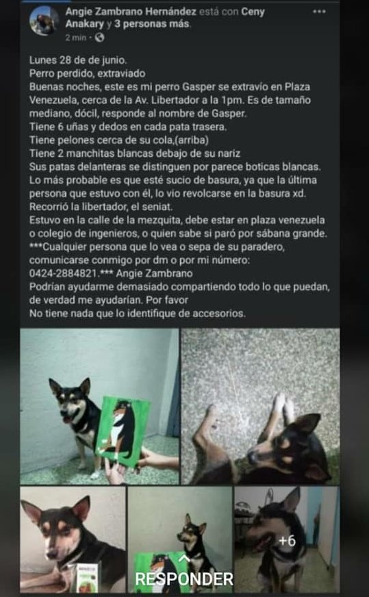 MauricioLunaP's tweet photo. #URGENTE | Si me pueden ayudar a difundir, porfa. 

El perrito es de una vecina, se perdió en Plaza Venezuela. Responde al nombre de Gasper. Es un perro hermoso, noble que siempre juega con mi perrita Luna. https://t.co/2x1fvhxYgq