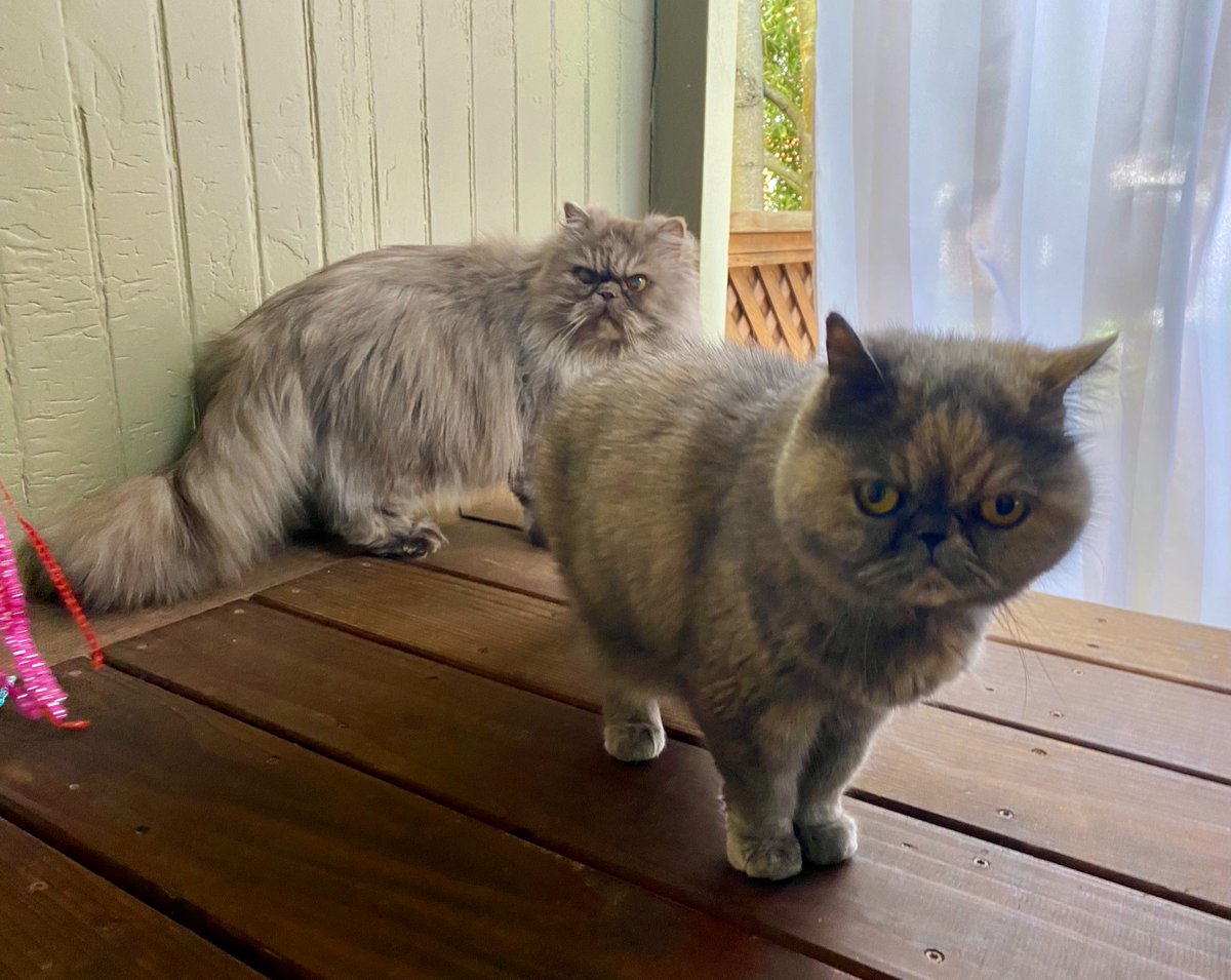 marymess's tweet photo. June Day Twenty Nine - O Brother, Where Art Meow? #30DaysofJune https://t.co/opsh82tIFS