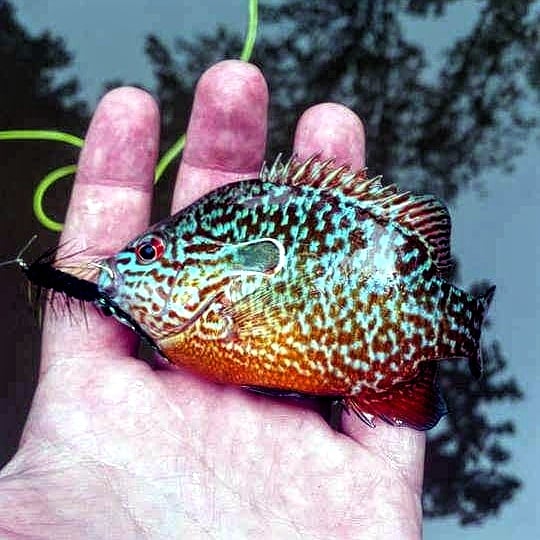 #panfish #fishing #fish #flyfishing #beautifulfish #freshwaterfish 
Who else loves colorful freshwater fish?!