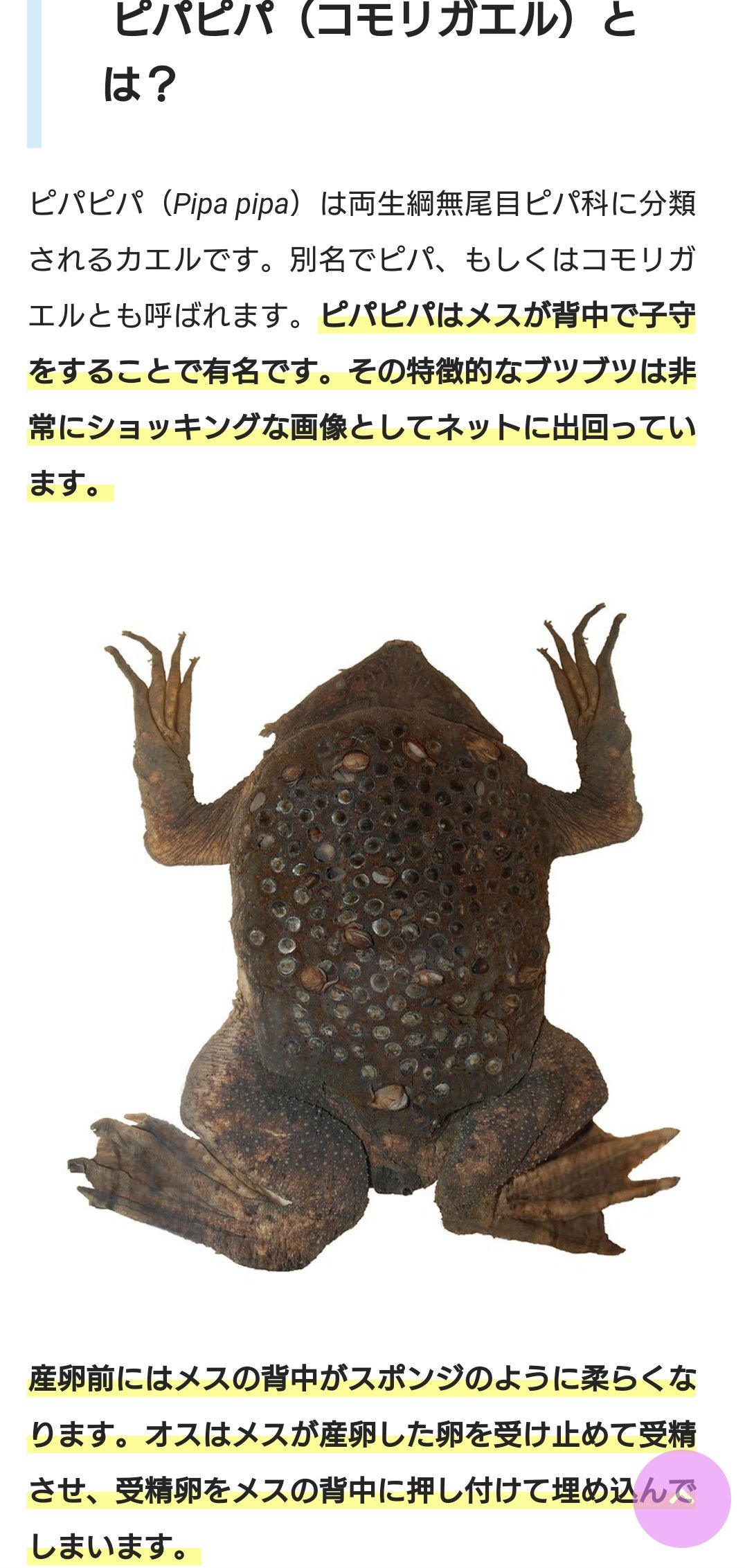 ピパピパ Twitter Search Twitter