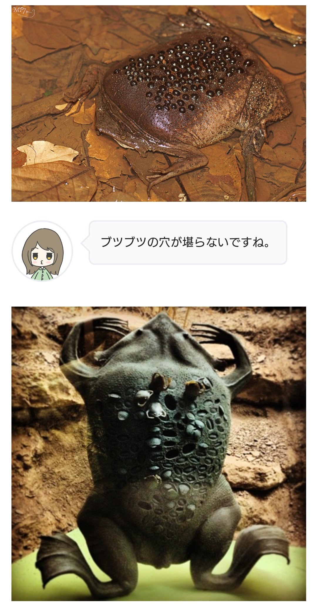コモリガエル Twitter Search Twitter