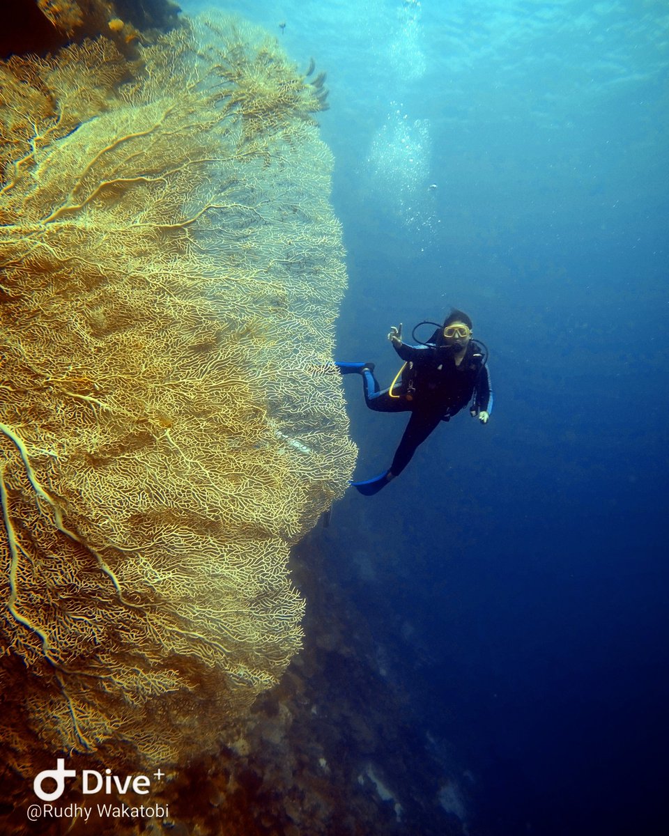 Rudhy_wakatobi's tweet photo. Second dive.
Open water dive courses.👌👌
#wakatobidivingholiday #goprohero4 #seconddive #divecourses #NAUI #openwaterdivercourse #openwater #scuba #DIVE https://t.co/8X4vKTs9FK