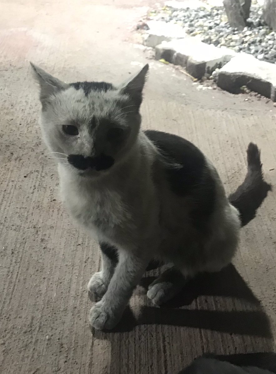 Sordum namın verdiler,pala remzi dediler