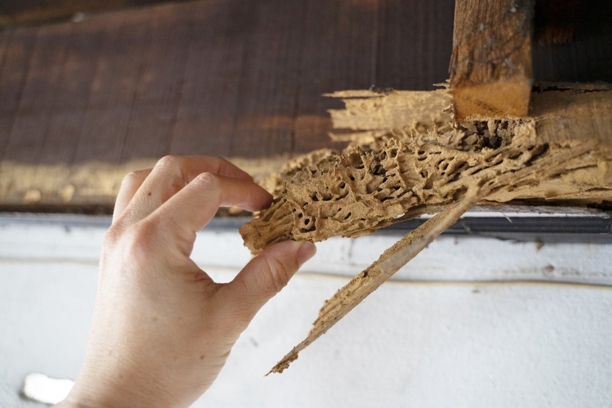 Subterranean #termites can build nests and dig tunnels in buildings - these...