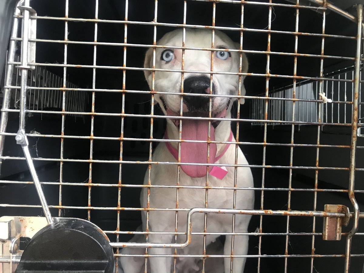 austinpetsalive's tweet photo. BREAKING: Our @AmPetsAlive team is on the ground right now in Laredo, TX, where pets were packed into kennels, awaiting euthanasia due to lack of space in the shelter. Rush a donation today and help us help our partner shelter: https://t.co/pzVi03R3Me https://t.co/ui1ia9aqtZ