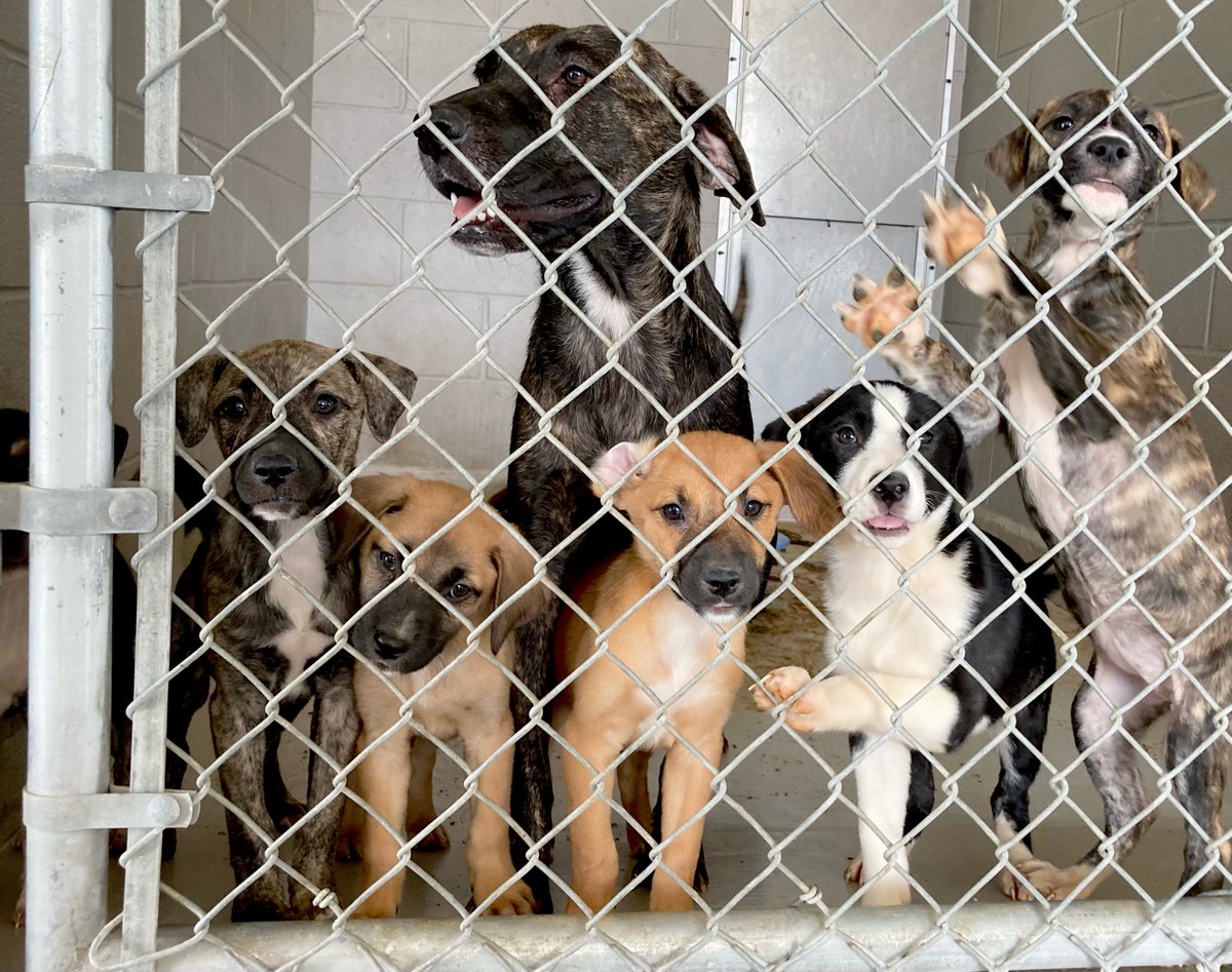 austinpetsalive's tweet photo. BREAKING: Our @AmPetsAlive team is on the ground right now in Laredo, TX, where pets were packed into kennels, awaiting euthanasia due to lack of space in the shelter. Rush a donation today and help us help our partner shelter: https://t.co/pzVi03R3Me https://t.co/ui1ia9aqtZ
