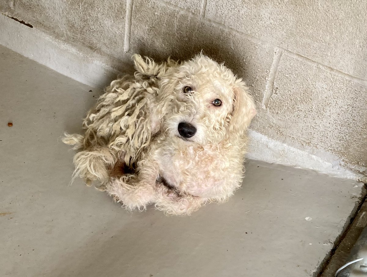 BREAKING: Our <a href="/AmPetsAlive/">AmericanPetsAlive</a> team is on the ground right now in Laredo, TX, where pets were packed into kennels, awaiting euthanasia due to lack of space in the shelter. Rush a donation today and help us help our partner shelter: austinpetsalive.org/donate/donate-…