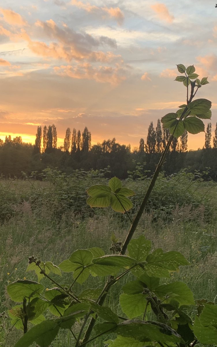 simonwheale's tweet photo. Golden glow! #eveningaura #meadowmoods #junejewels #golden #glow #evening #aura #meadow #moods #sunset #branch #leaf #skyline #clouds #june #jewels https://t.co/t3YdwxdpaM
