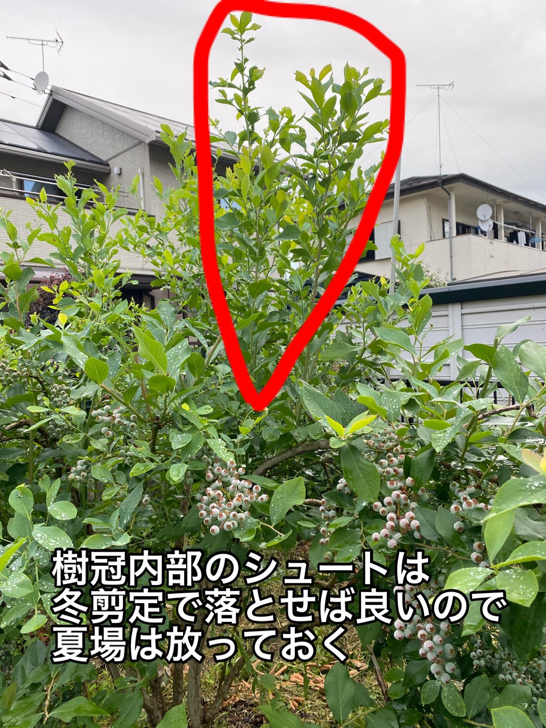 ノンノンベリー Twitter Search Twitter