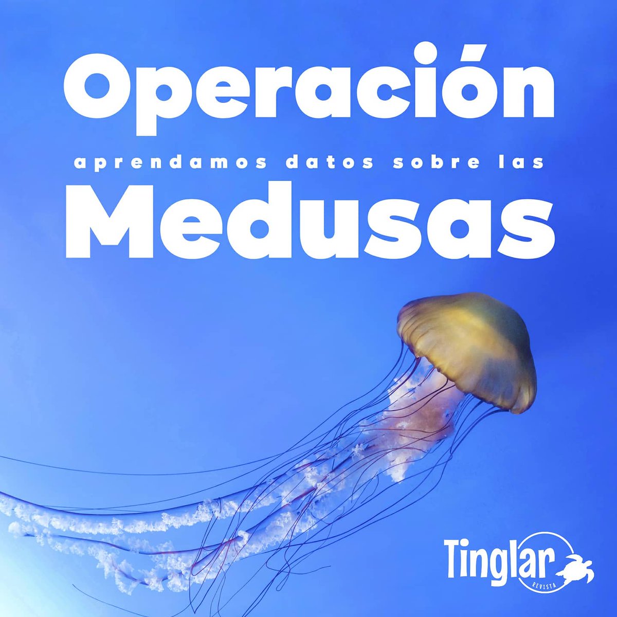RevistaTinglar's tweet image. Hoy se habla sobre la #operaciónmedusa y queremos que aprendas sobre estos peculiares animales.

Veamos: