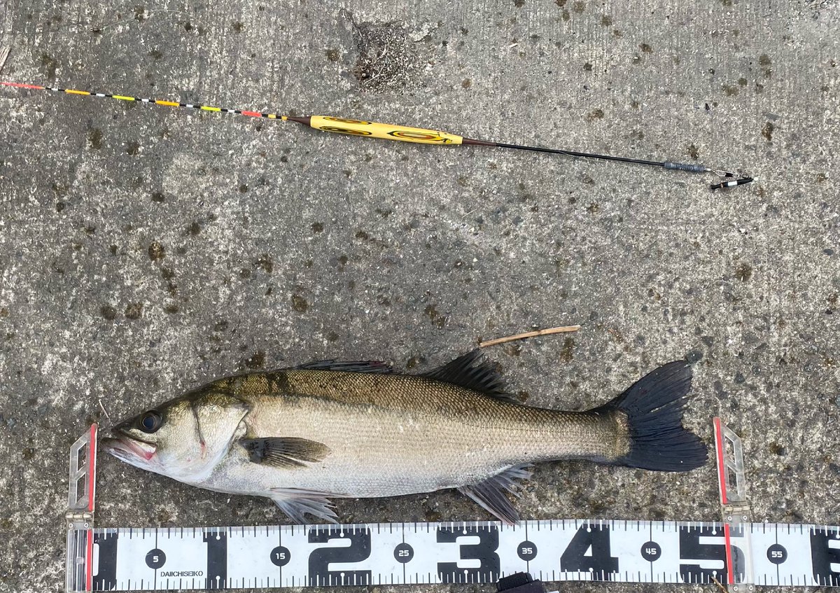 ちぬだんご S Yoneima V Twitter エビ撒き釣り 釣神降臨ウキ を使用 尼餌倶楽部 尼エサ本店 スズキ釣り ハネ釣り エビ撒き釣り 釣り 海釣り フィッシング 魚釣り Fishing Fishinglife 神戸のつり