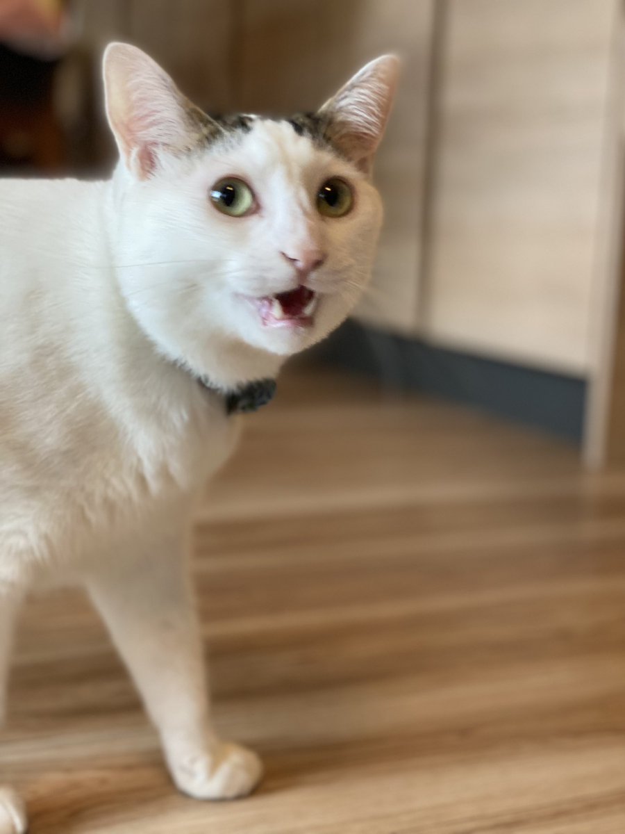 rinmomo_bros's tweet photo. おはようー
さて今日は何して遊ぼうかなーー🐈🐈🐈 https://t.co/T6DcOSKDdE