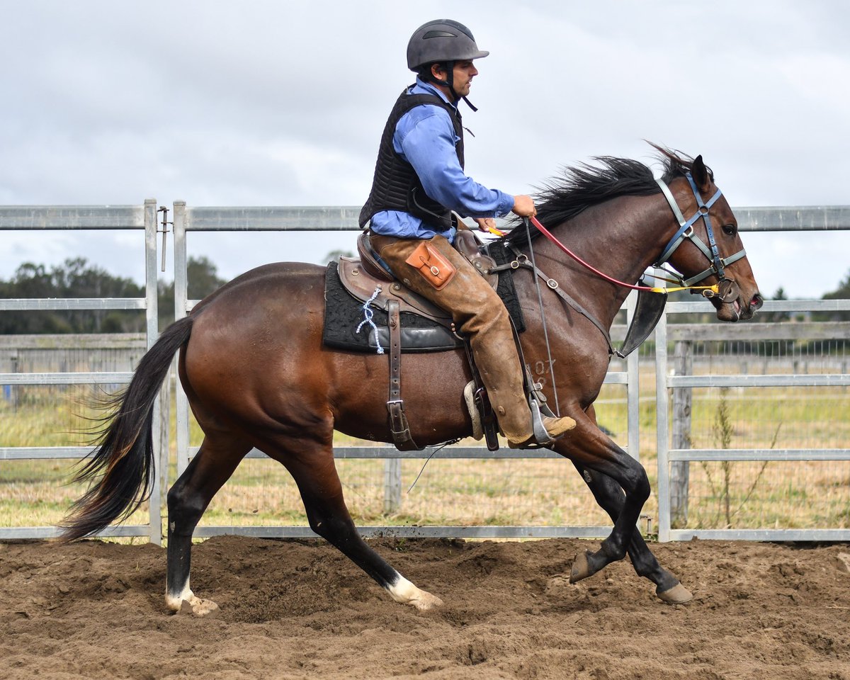 Fenwick_Farm's tweet photo. The very last Redoute’s Choice yearling is coming through his breaking in beautifully. ✨
A special colt owned by @cwallerracing and @MulcasterBS 

📷: Redoute’s Choice x La Fouine Tail and @BeauSkerrett https://t.co/Qqt0LFg9t3