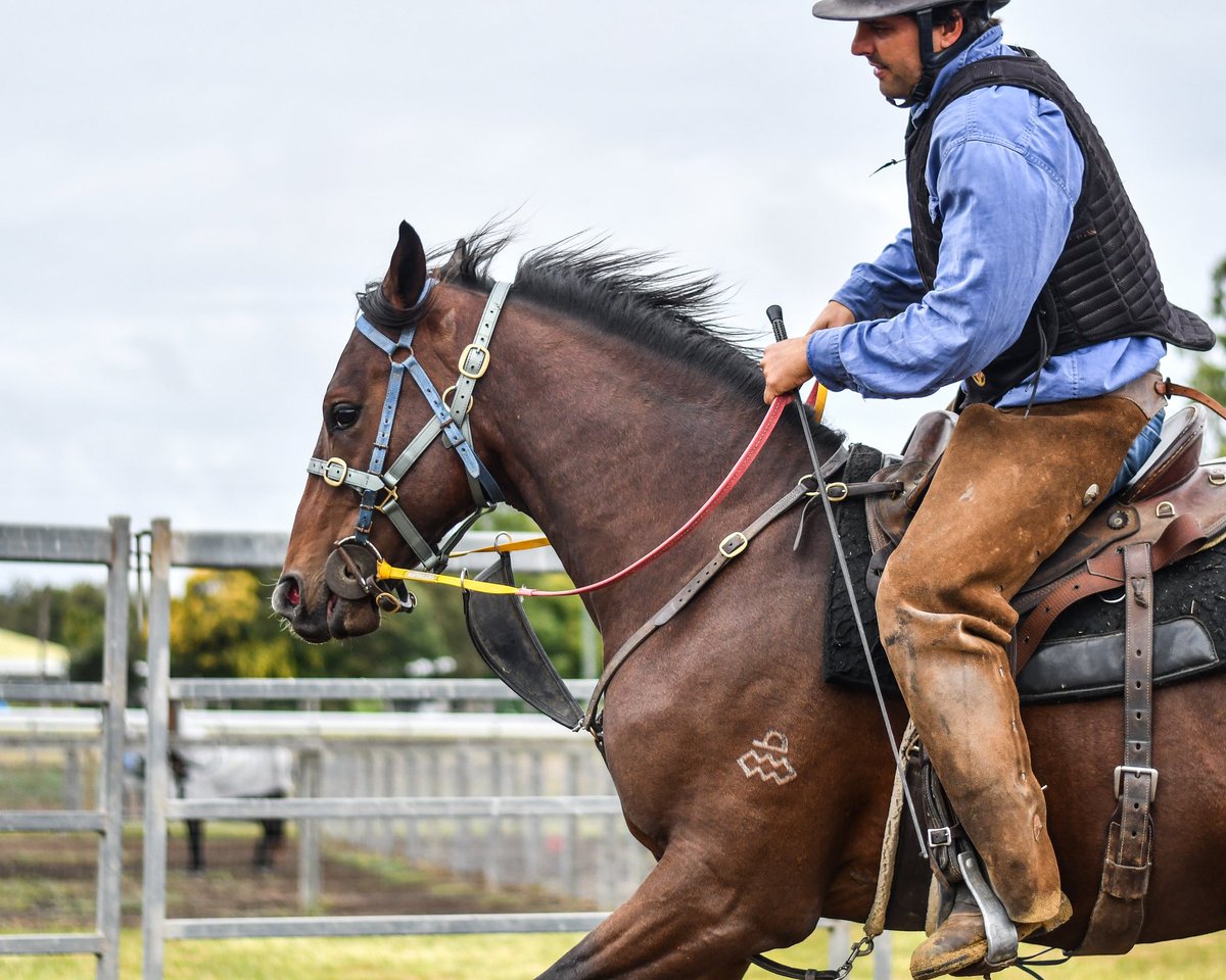 Fenwick_Farm's tweet photo. The very last Redoute’s Choice yearling is coming through his breaking in beautifully. ✨
A special colt owned by @cwallerracing and @MulcasterBS 

📷: Redoute’s Choice x La Fouine Tail and @BeauSkerrett https://t.co/Qqt0LFg9t3