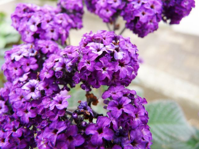 アルビオン Albion 公式 おはようございます 今日の誕生花は ヘリオトロープ 花言葉は 献身的な愛 です 花の咲き始めはバニラのような甘い香りがします 日本語で 香水草 とも言われ ドライフラワーやポプリにもされているそうです