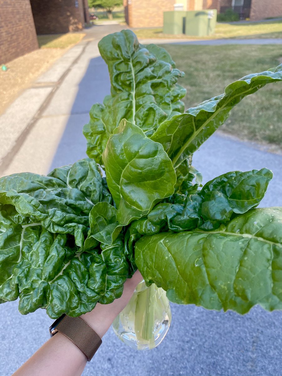 40% of my sense of accomplishment during MS4 year so far comes from the fact that I can supply my rest of my team with an abundance of Swiss chard. One harvest at a time 👩🏻‍🌾