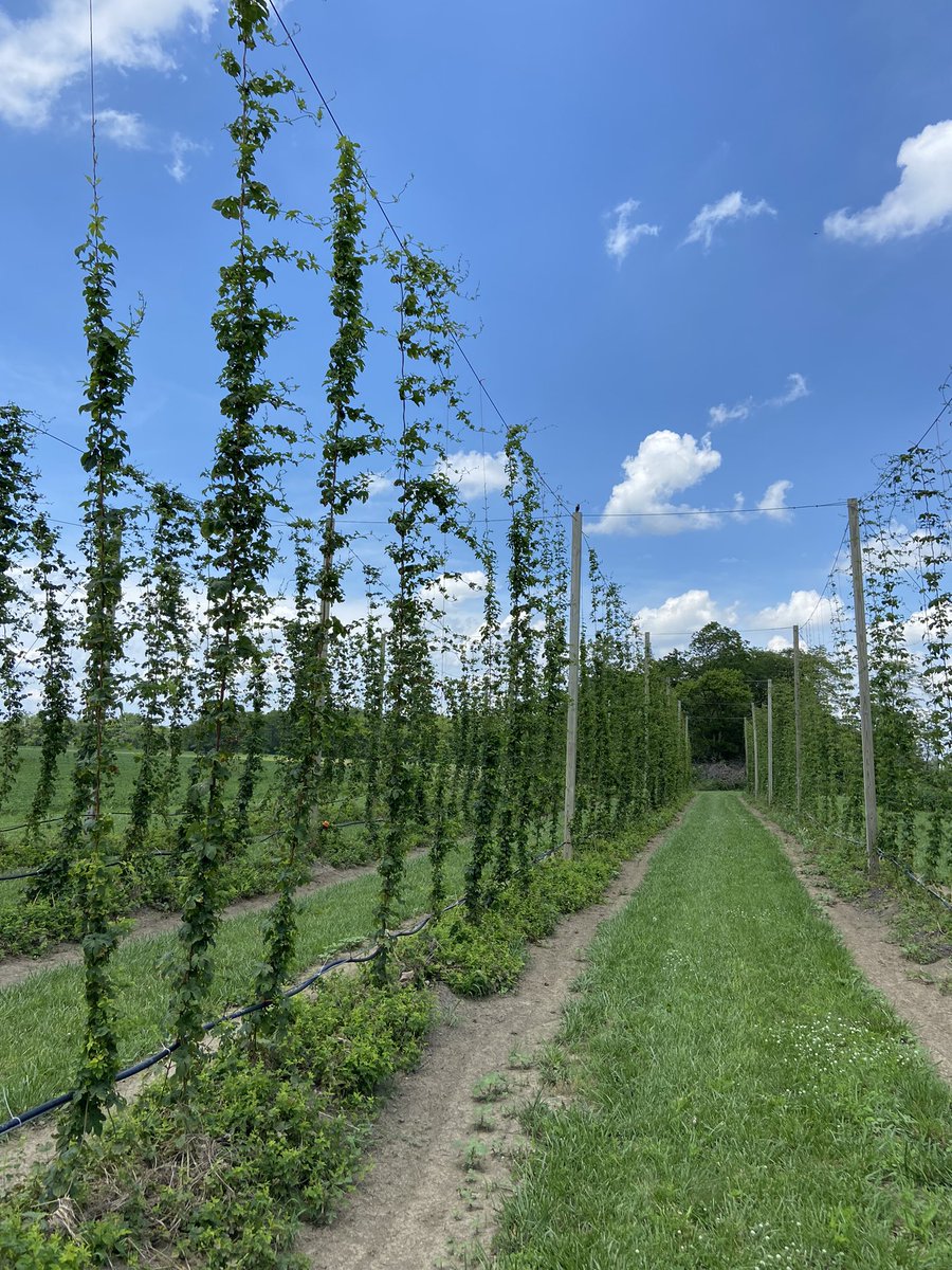 ArcadiaHops's tweet photo. Another work day in the hop yard as the 2021 growing season begins it’s final decent towards #harvest2021 These ladies will find their way into Ohio Craft Beer this fall. #Ohiohops #drinkbeergrownandmadehere https://t.co/NLg0rkicz7