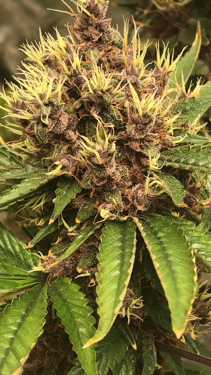 A little 🦊 tail going on. All bulked up for week 8 getting rdy for that flush baby #ANGrown #WeedLovers #cannabisculture #CannabisCommunity #growyourown #TrustTheProcess #organic