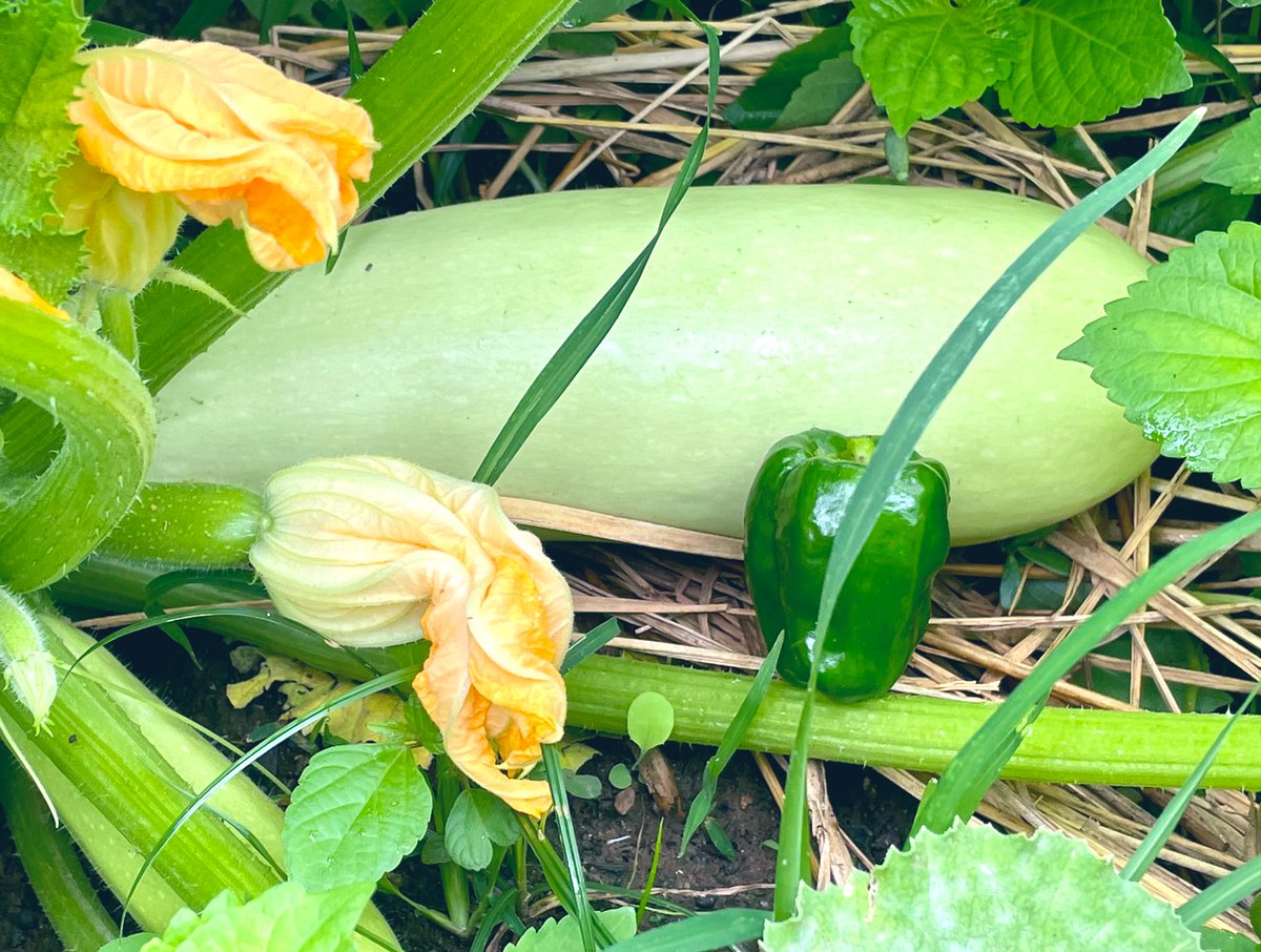 宮本 淳一 わぁ こんな大きいの 見たことない 収穫したズッキーニを妻に見せると 驚いて大きな歓声があがりました 先日の青々と茂ったズッキーニ畑での収穫 大きさ比較のため ピーマンを置いてみました キュウリも青々 大きく 嬉しい朝の
