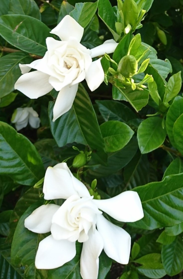 ゆか 6月30日の誕生花は クチナシ 花言葉は とても幸せ 喜びを運ぶ 優雅で甘くて 綺麗なお姉さんみたいな香りの 大好きなお花 目黒天空庭園で出逢った時の感動 忘れられない