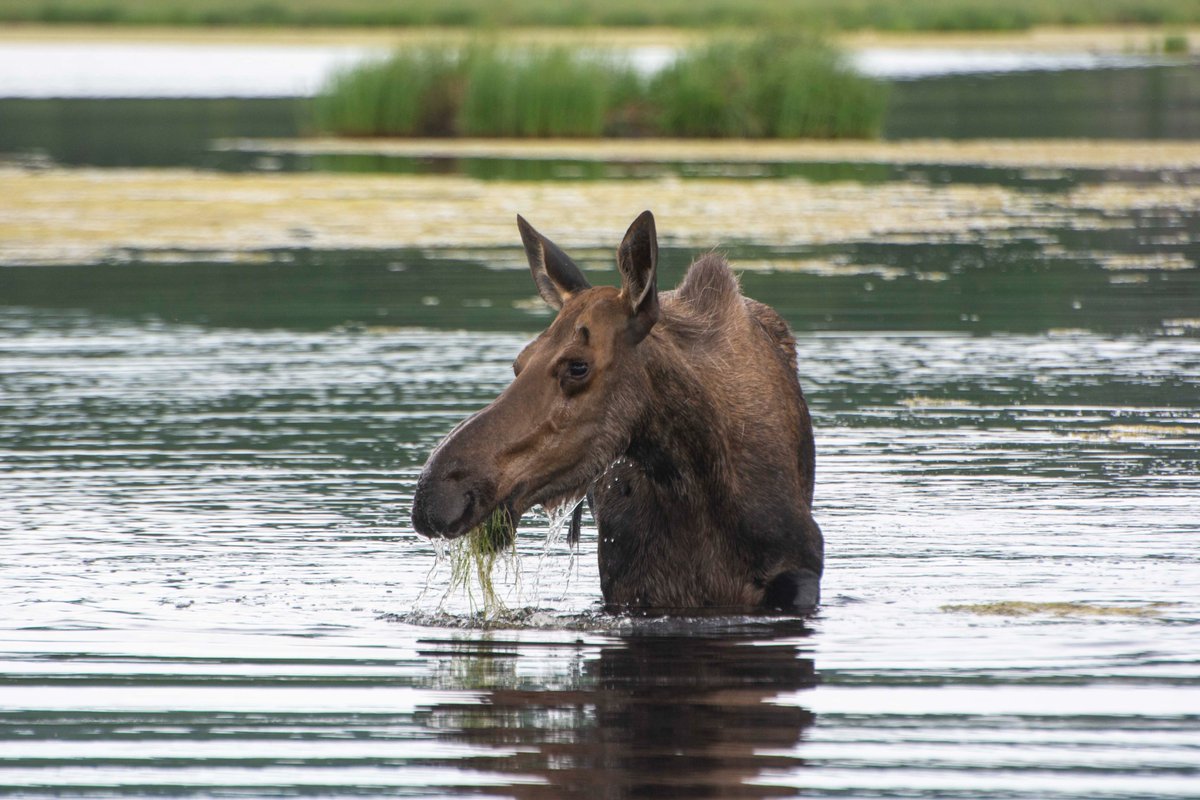 Hot times calls for wise advice from a moose:
Stay cool🌡
Eat your greens  🥬
Drink lots of water 💧
#YukonWildlife #FaceToFaceWithTheNorth 
📸L.Caskenette