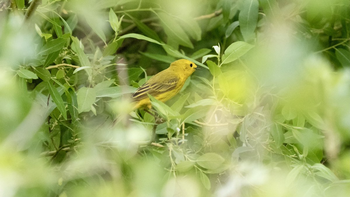 BirdsAndBinocs's tweet photo. Golden glimpses through the brush #YellowWarbler
#parkcity #utah #utahwildlife #birdsofutah #birdsofparkcity #utahbirding #birds #birdwatching #birding #ornithology #Olympus #birdphotography #warbler https://t.co/yeLUqXQyFJ
