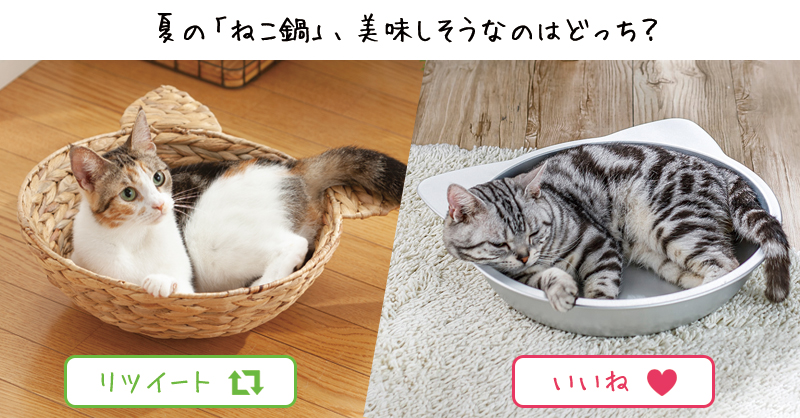 見た目でも癒される 夏の「ねこ鍋」はいかが😊 🐱ウォーターヒヤシンス