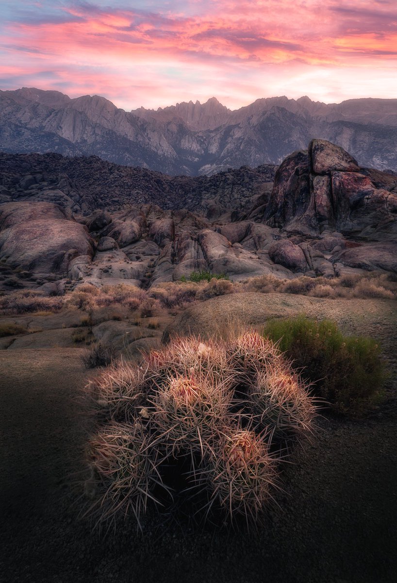 _focuspirate's tweet image. Mostly Milk.