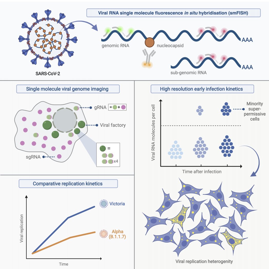 Dr Dalia Gala (@dalia_science) on Twitter photo After just about a year, our SARS-CoV-2 paper is getting submitted with some exciting results! Extremely proud of the first authors <a href="/jefflee1103/">Jeff Lee</a> from <a href="/ilandavislab/">ilandavislab</a> <a href="/castello_lab/">Castello Lab</a> and Peter Wing from <a href="/McKeatingLab/">McKeatingLab</a>. A privilege to be a part of this study. 🦠biorxiv.org/content/10.110… After just about a year, our SARS-CoV-2 paper is getting submitted with some exciting results! Extremely proud of the first authors <a href="/jefflee1103/">Jeff Lee</a> from <a href="/ilandavislab/">ilandavislab</a> <a href="/castello_lab/">Castello Lab</a> and Peter Wing from <a href="/McKeatingLab/">McKeatingLab</a>. A privilege to be a part of this study. 🦠biorxiv.org/content/10.110…