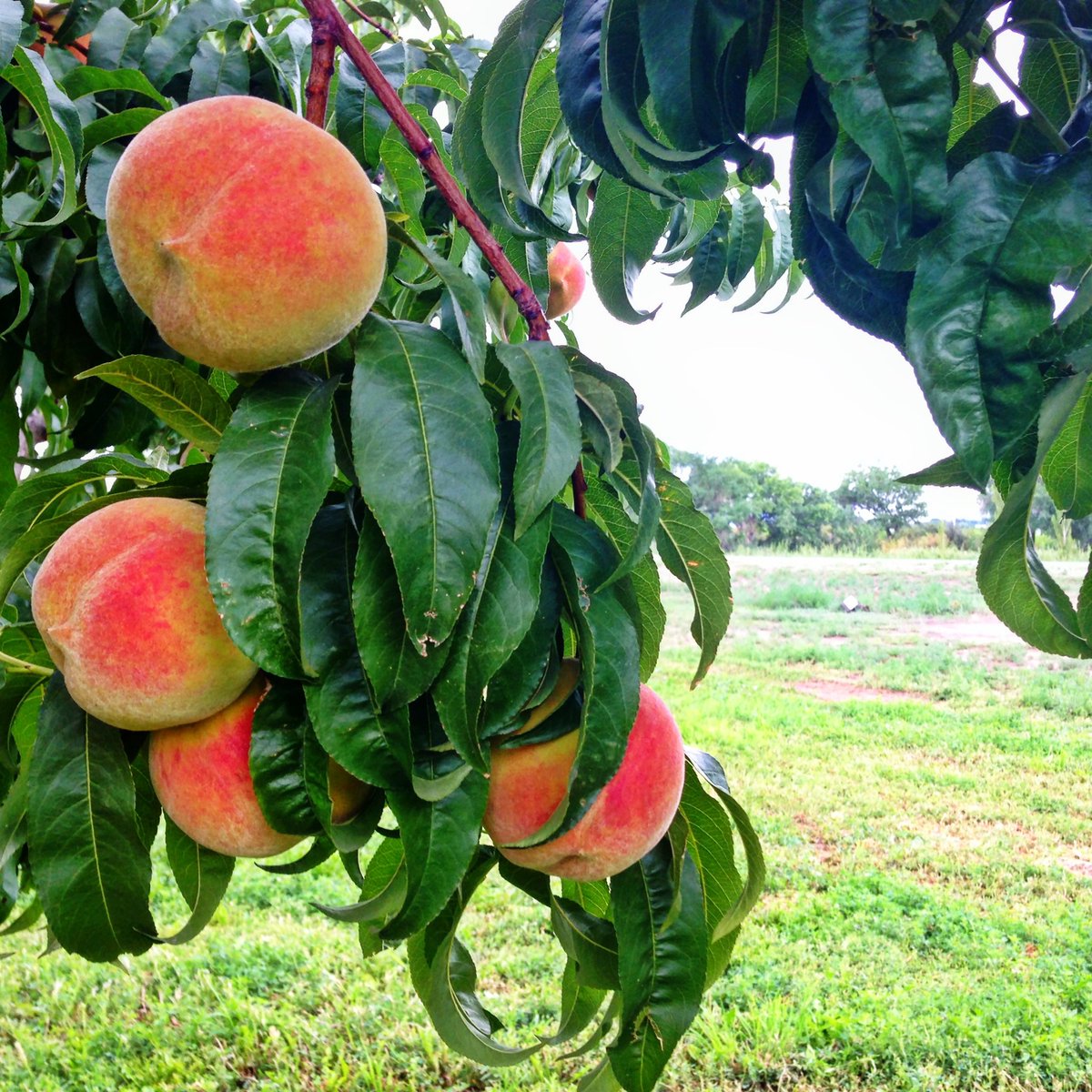 ConciergeofCO's tweet photo. It’s peach season in Colorado!! Finally!  Have you started seeing Palisade peaches pop up on menus near you?  If so, order it!  Your tastebuds will thank you. 😋 @clarkfamilyfarm @VisitPalisade https://t.co/gB9Q3I0Rfb