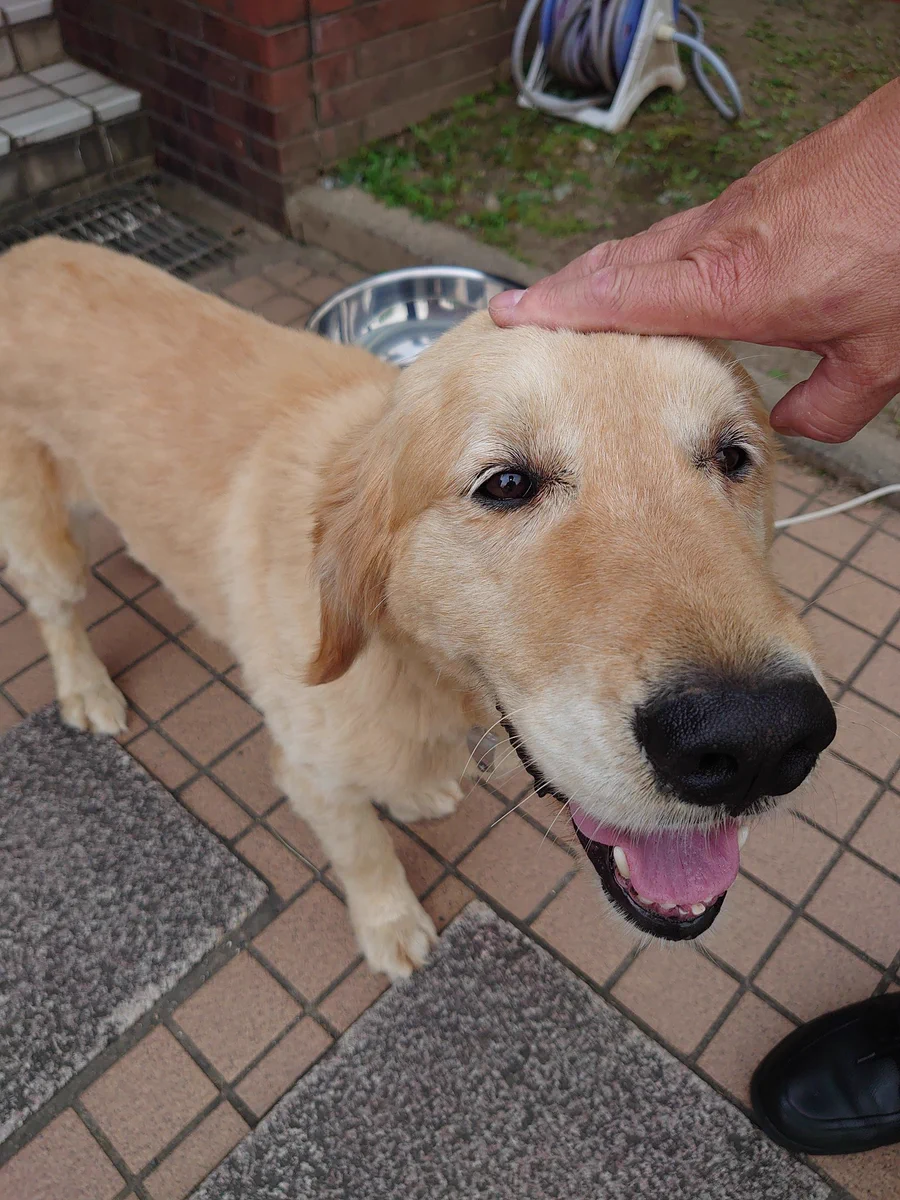 小暮南口田原、ゴールデンレトリバー迷子犬です。