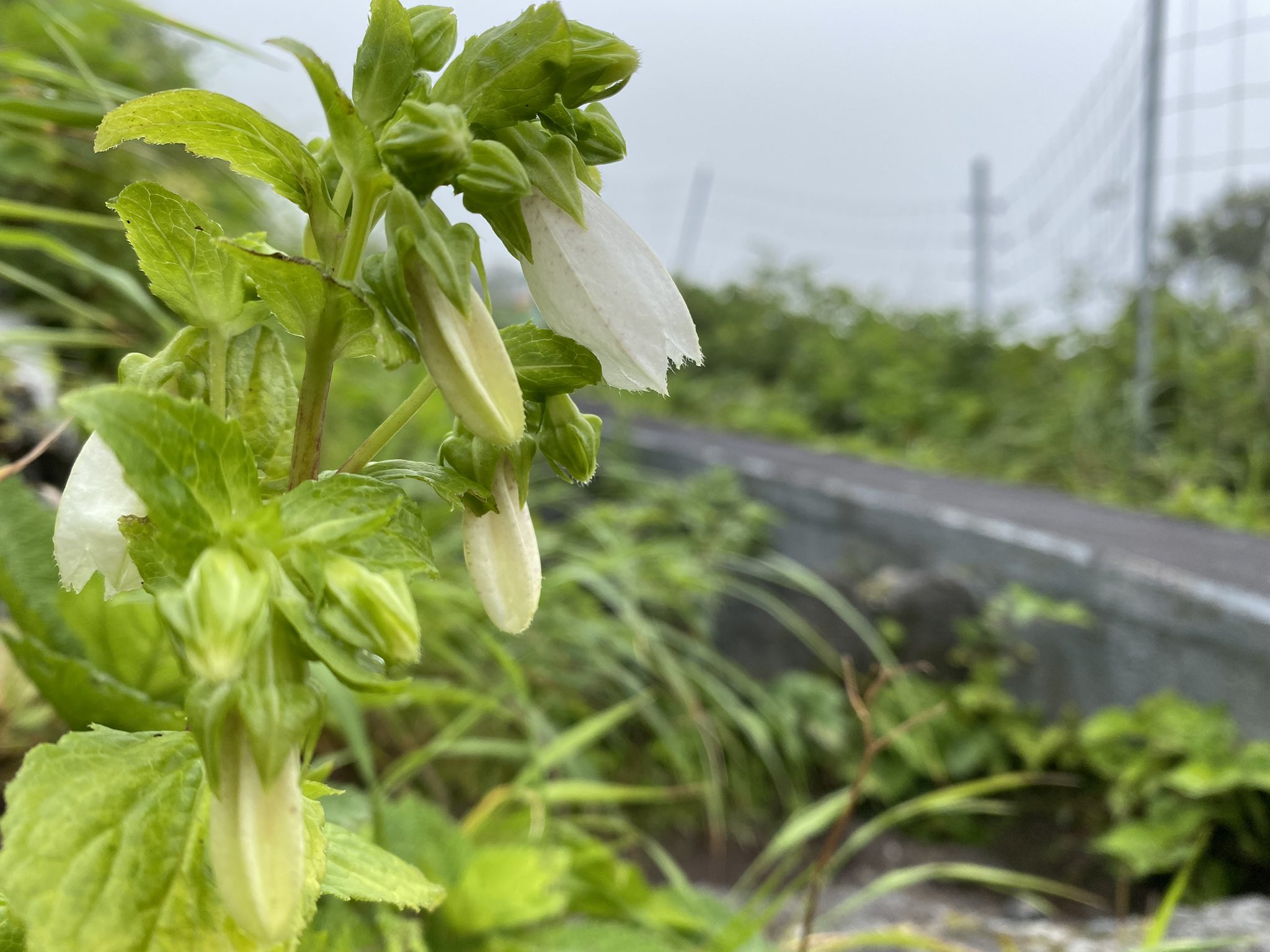 椎 しいのき Rui 今日の八丈富士 雲の中で密かに開花してる シマホタルブクロ カキラン ハチジョウショウマ サクユリは麓で会いました 八丈島 ネイチャーガイド 八丈富士 T Co Bhqb7hitwj Twitter