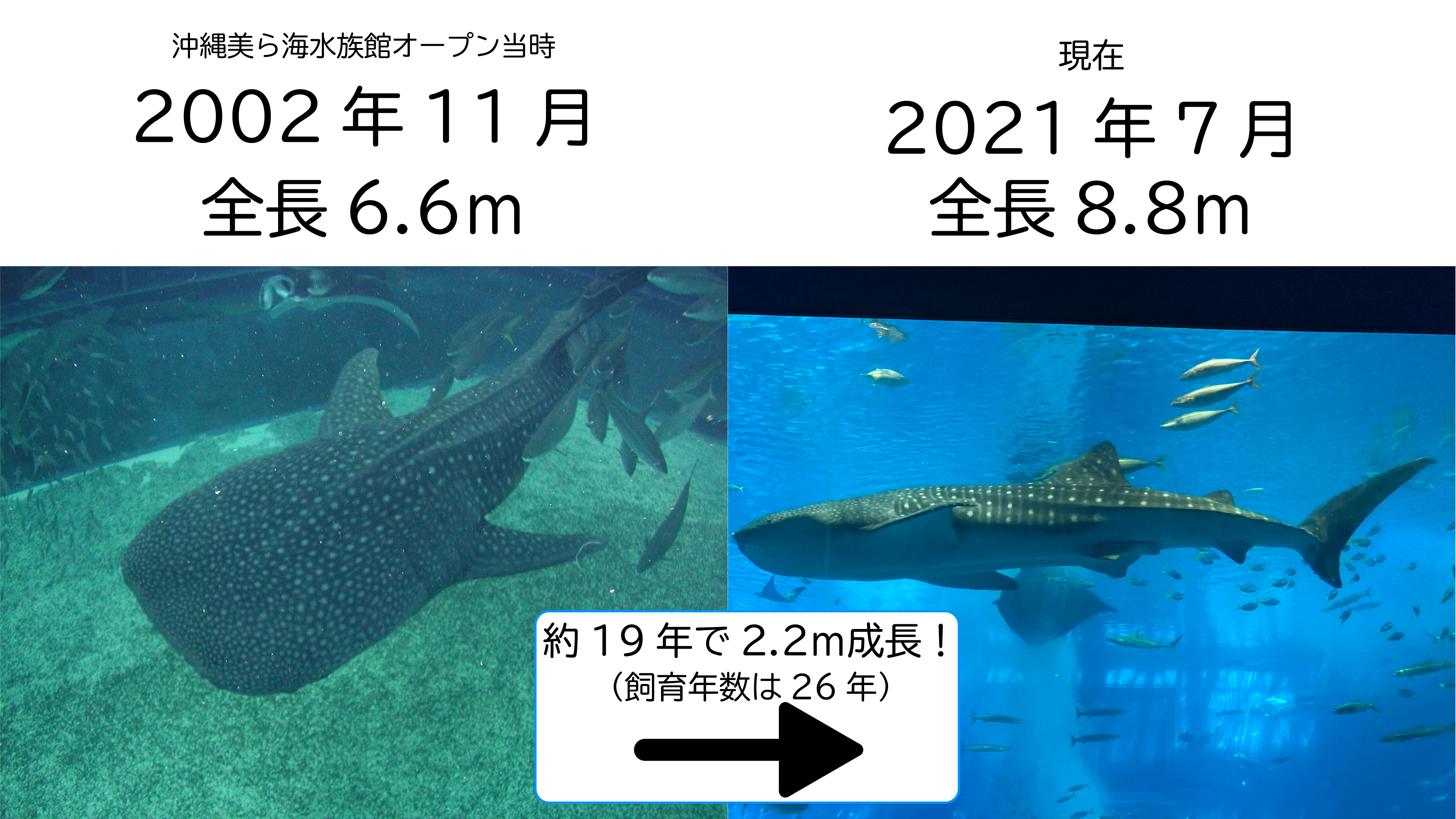 海洋博公園・沖縄美ら海水族館 on X: 海洋博公園・沖縄美ら海水族館 on X: