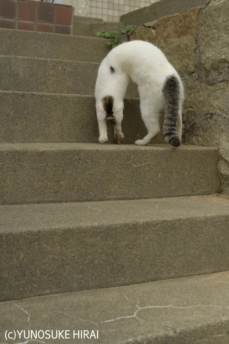 登ってる 降りてる 猫の不思議なポーズがバネのおもちゃそっくり おたくま経済新聞