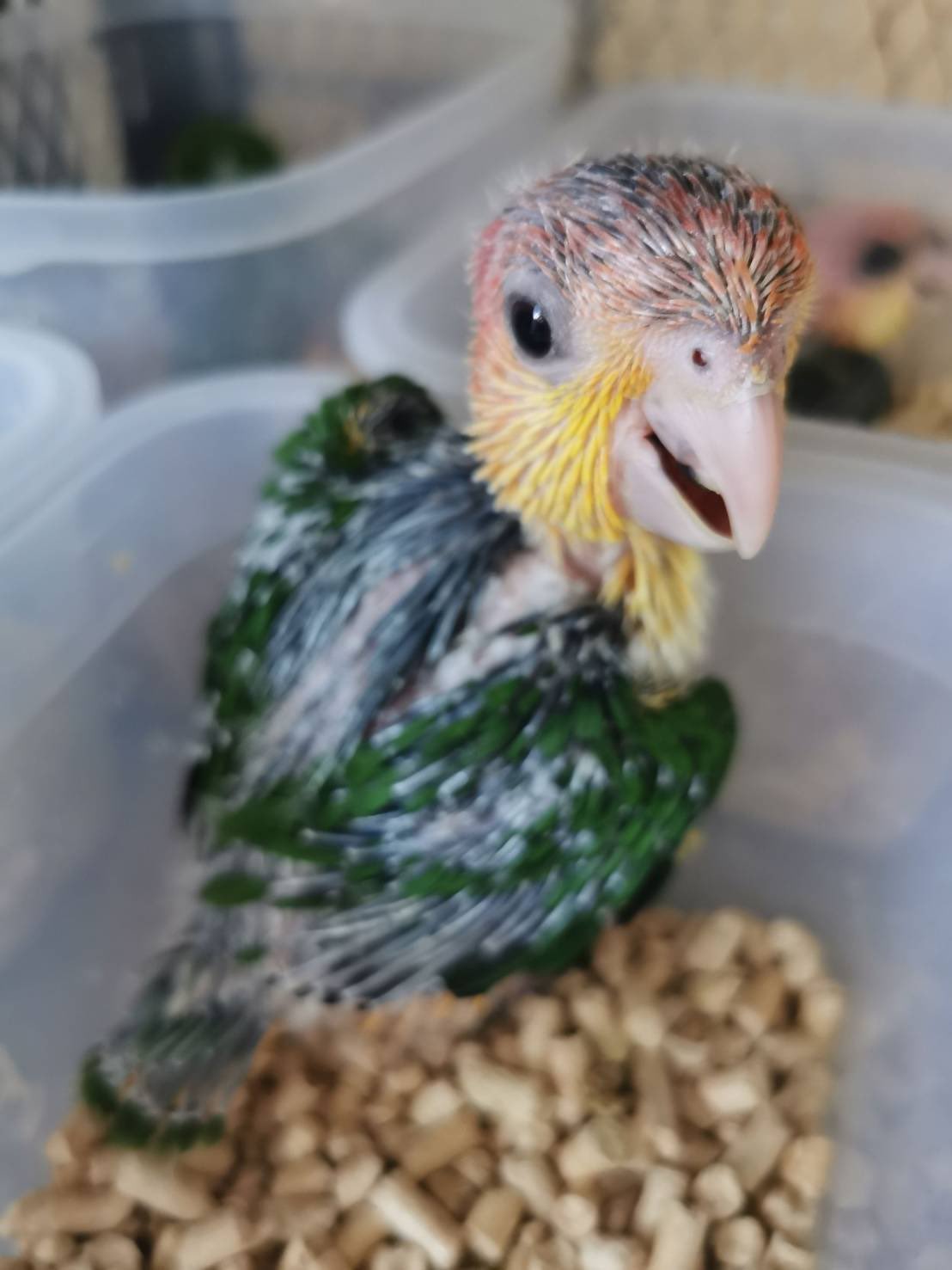 シロハラインコ販売 Twitter Search Twitter
