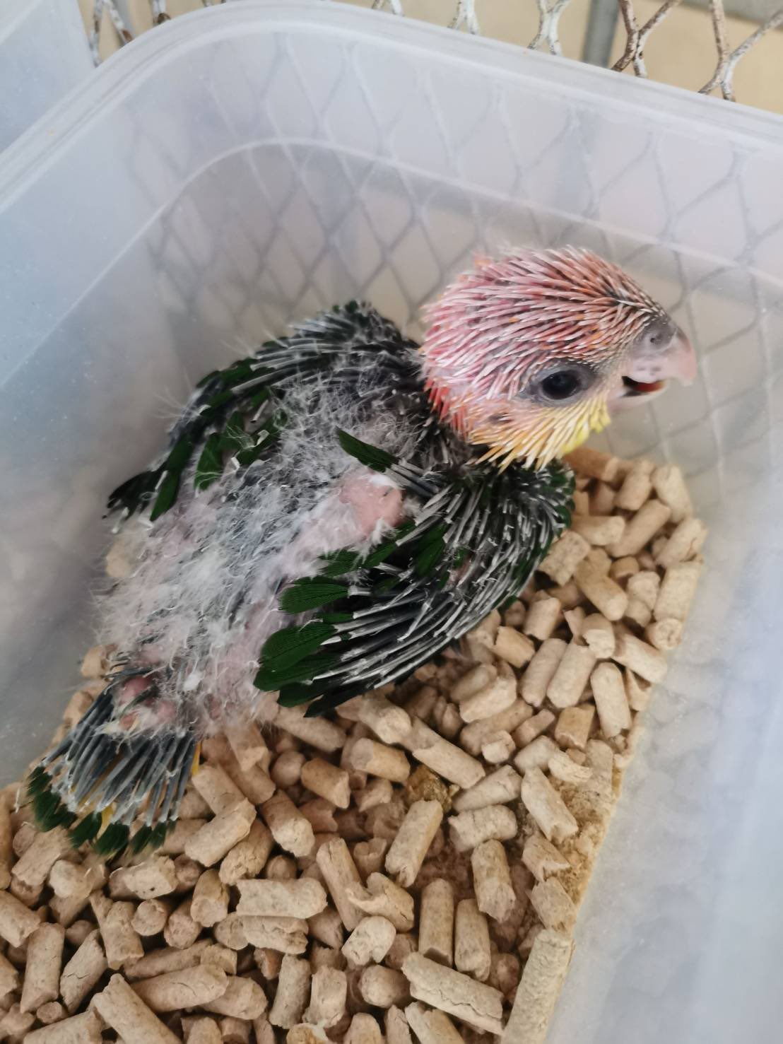 シロハラインコ販売 Twitter Search Twitter