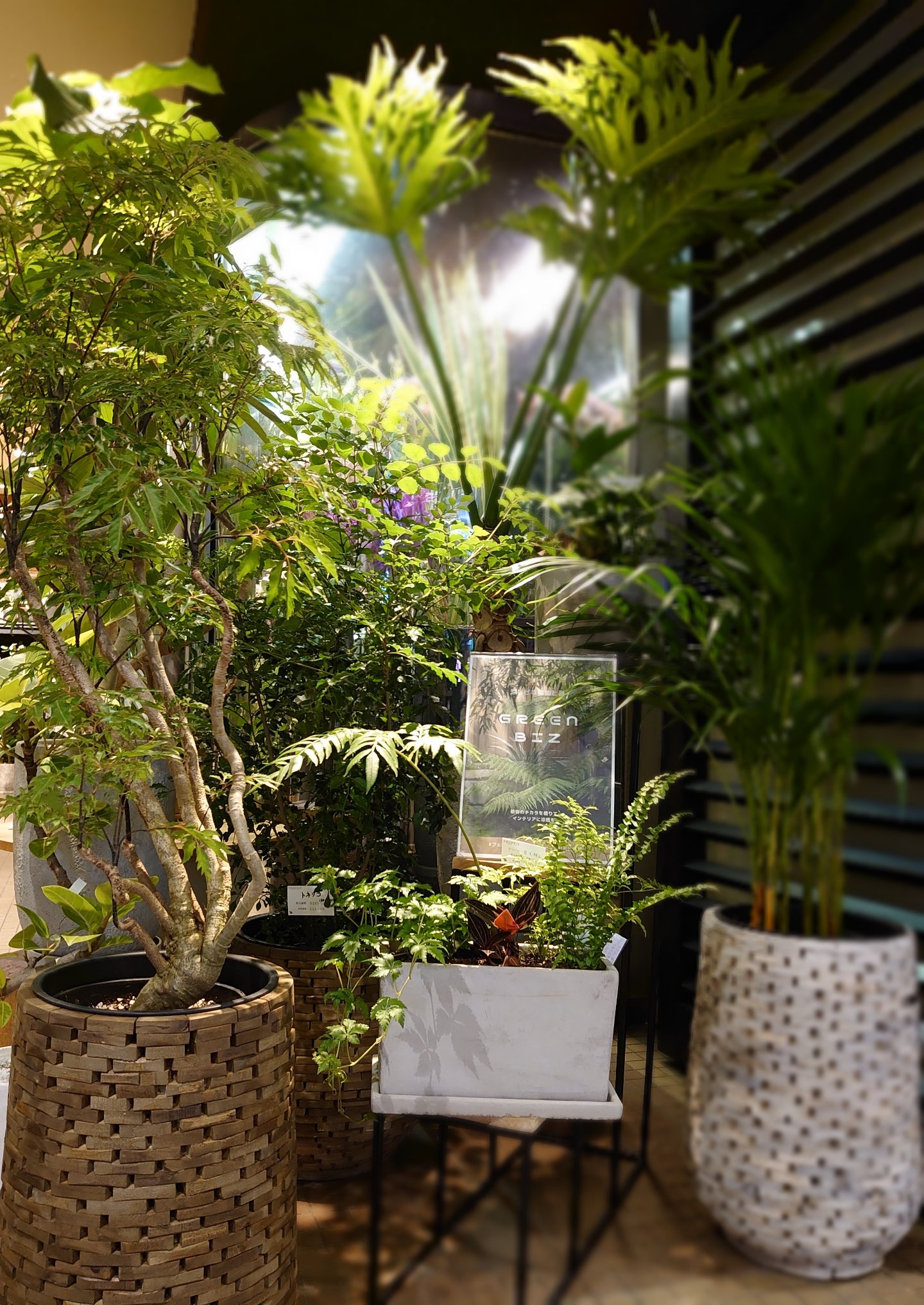Flower Shop Phoenix En Twitter Green Biz 涼しげな植物と器 モザイクウッドの 鉢カバーと 風でそよぐ植物が 気持ちいい Phoenix 梅田の花屋 観葉植物 フェニックスおうちグリーン化計画推進部 T Co Kuytumjn9c T Co Kboxdzz9ev Twitter