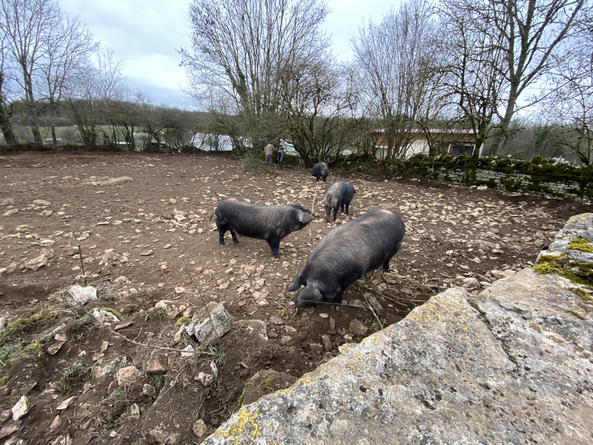 J'ai deux jolis petits mâles Gascon à vendre pour la reproduction.
#porcgascon #noirdebigorre #cochon #lafermedelaruchotte #permaculture #bio #diversité #biodiversity