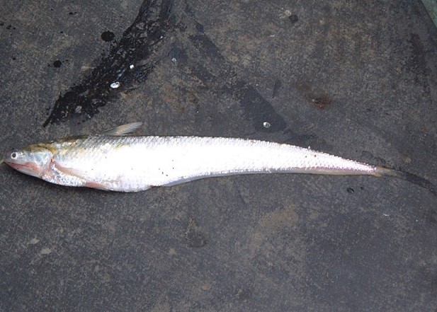 筑後川下流総合管理所 水資源機構 水資源機構筑後川下流総合管理所の初ツイート 筑後川と言えばご存じエツ 鰯の仲間の海水魚 ですが 筑後川に産卵のためにのぼってきます 今回エツの増殖を図っている漁協さんの稚魚放流に立ち会わせていただきました