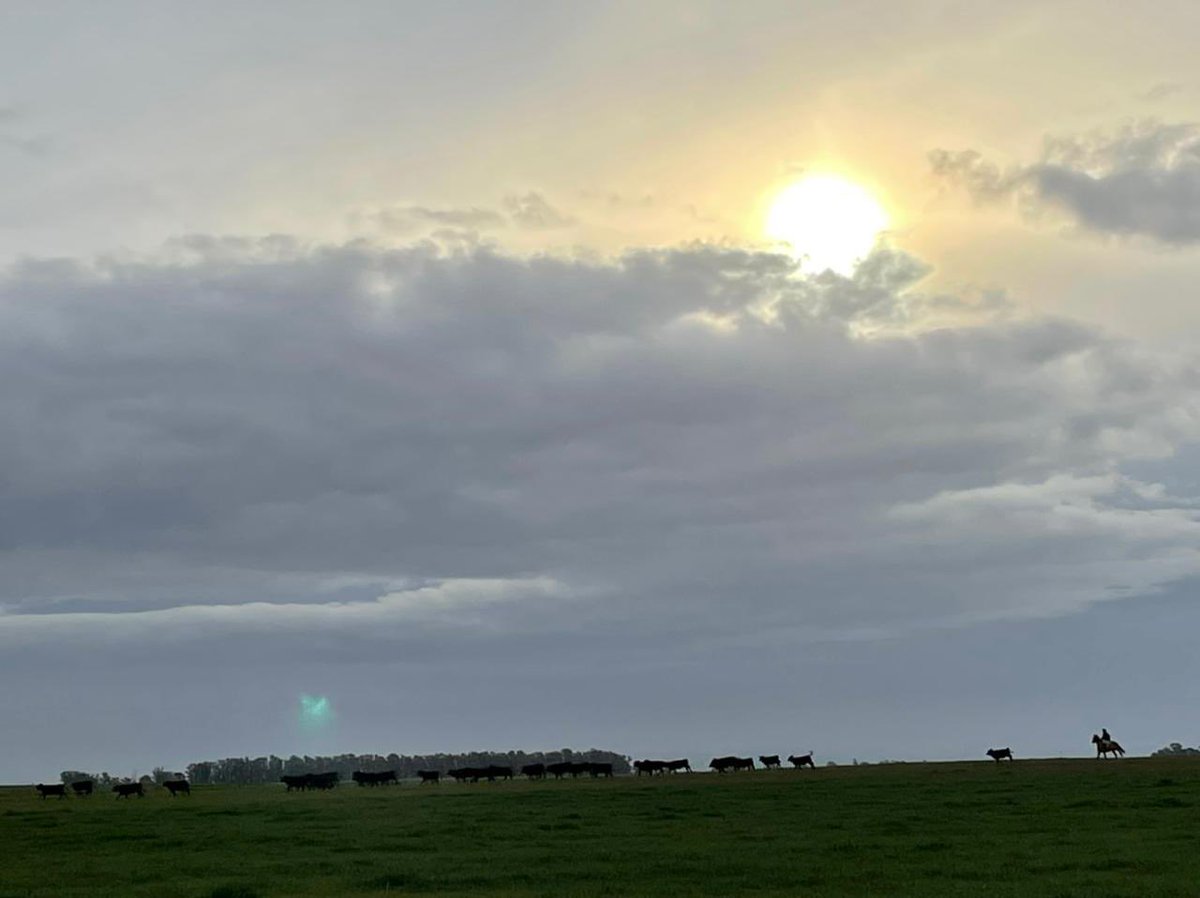 Taken today from one of our farms in La Pampa, Argentina.

It doesn’t get more real than this. #Carne
