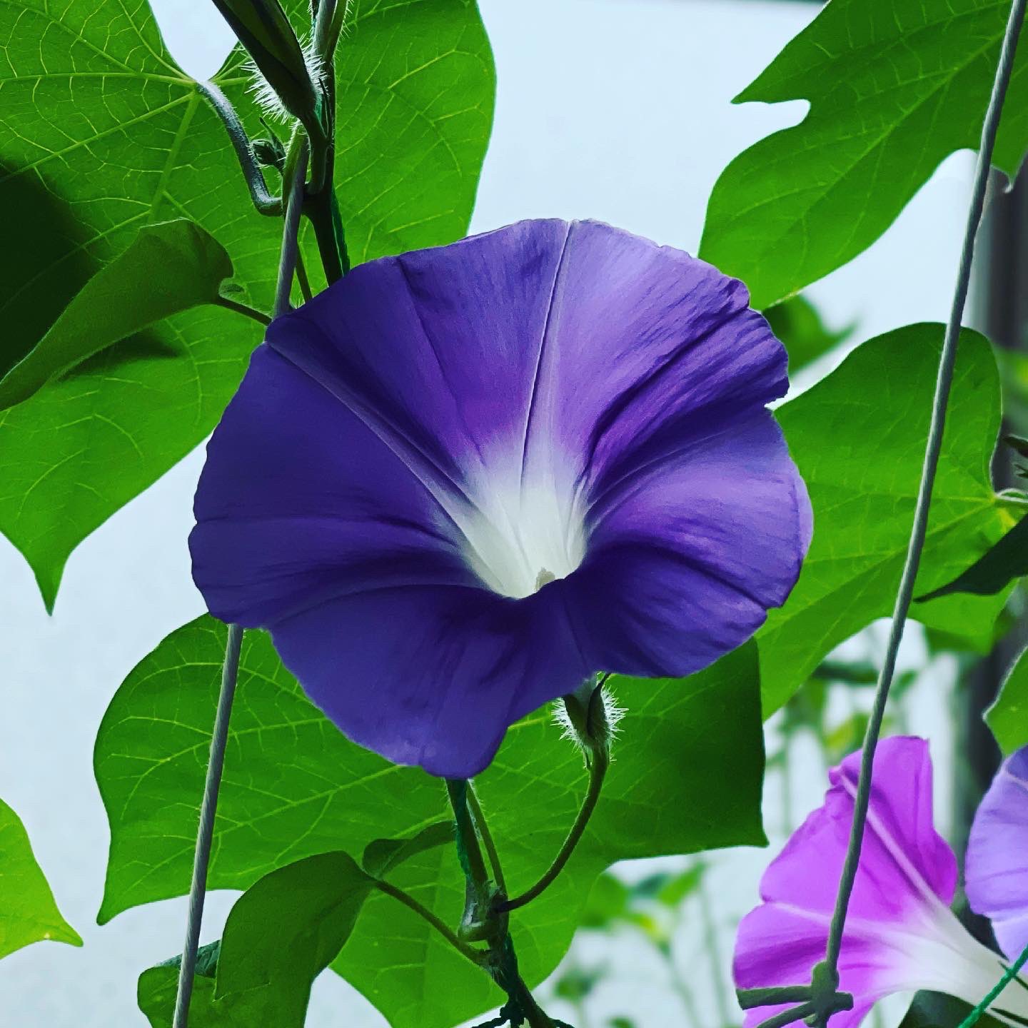 一花一天堂 Iecigviyj15qvrt Twitter