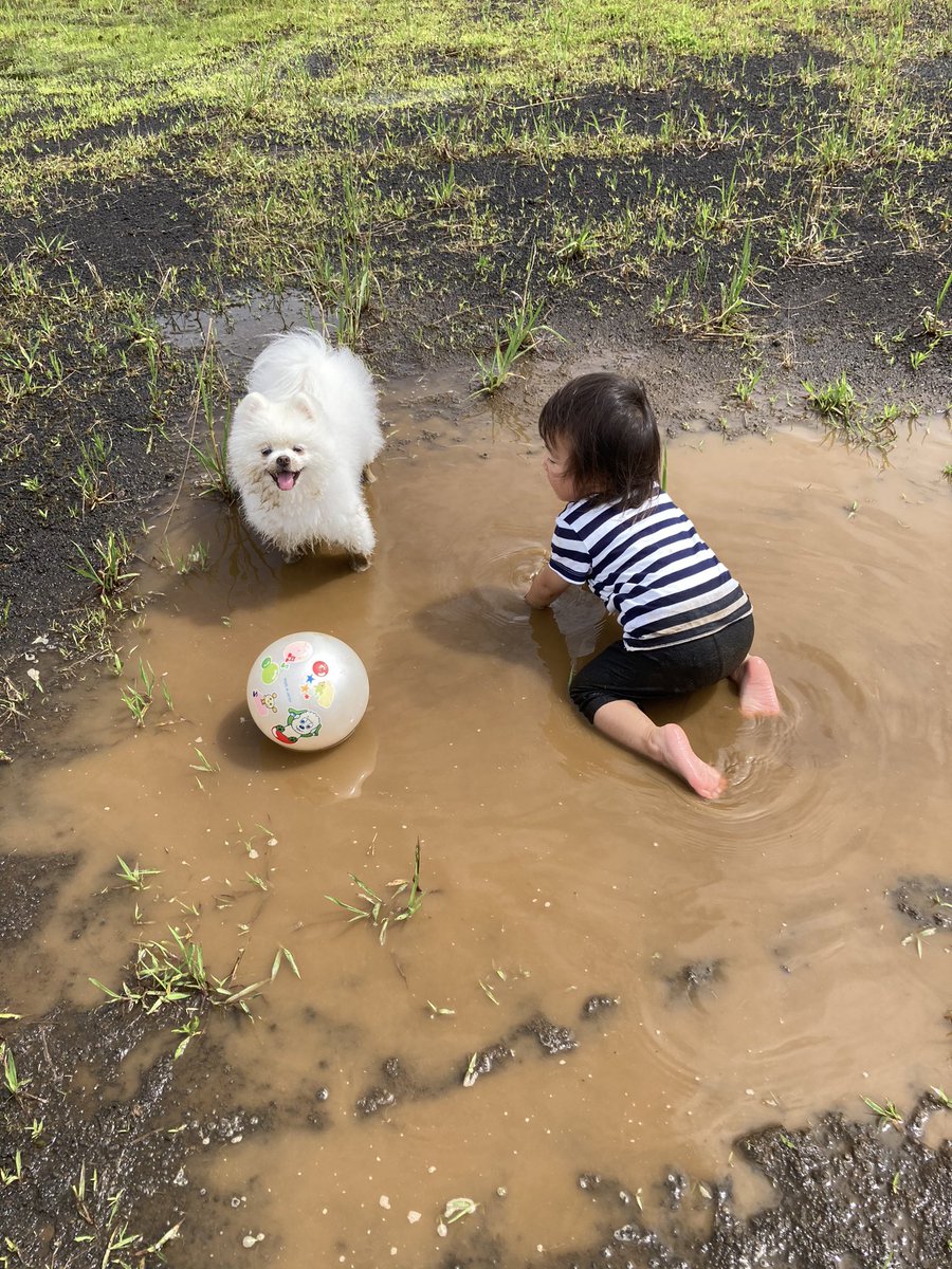 昨日洗ったのが夢みたい 水たまりでどろんこになった犬さんがいい笑顔すぎて怒れない もう1回洗えるワン Togetter 昨日洗ったのが夢みたい 水たまりでどろんこになった犬さんがいい笑顔すぎて怒れない もう1回洗えるワン Togetter