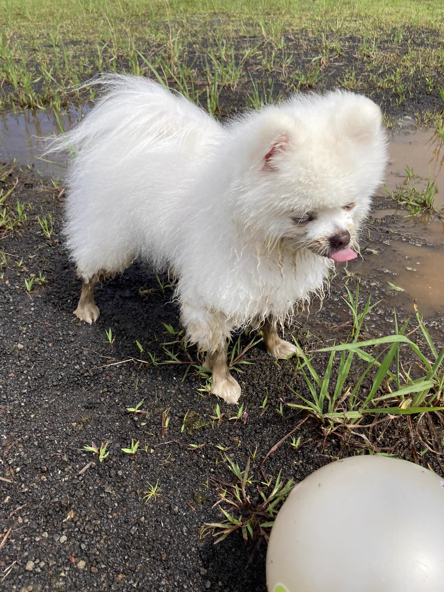 せっかくシャンプーしたのに…。飼い主の苦労を1日で無駄にする愛犬ｗｗ