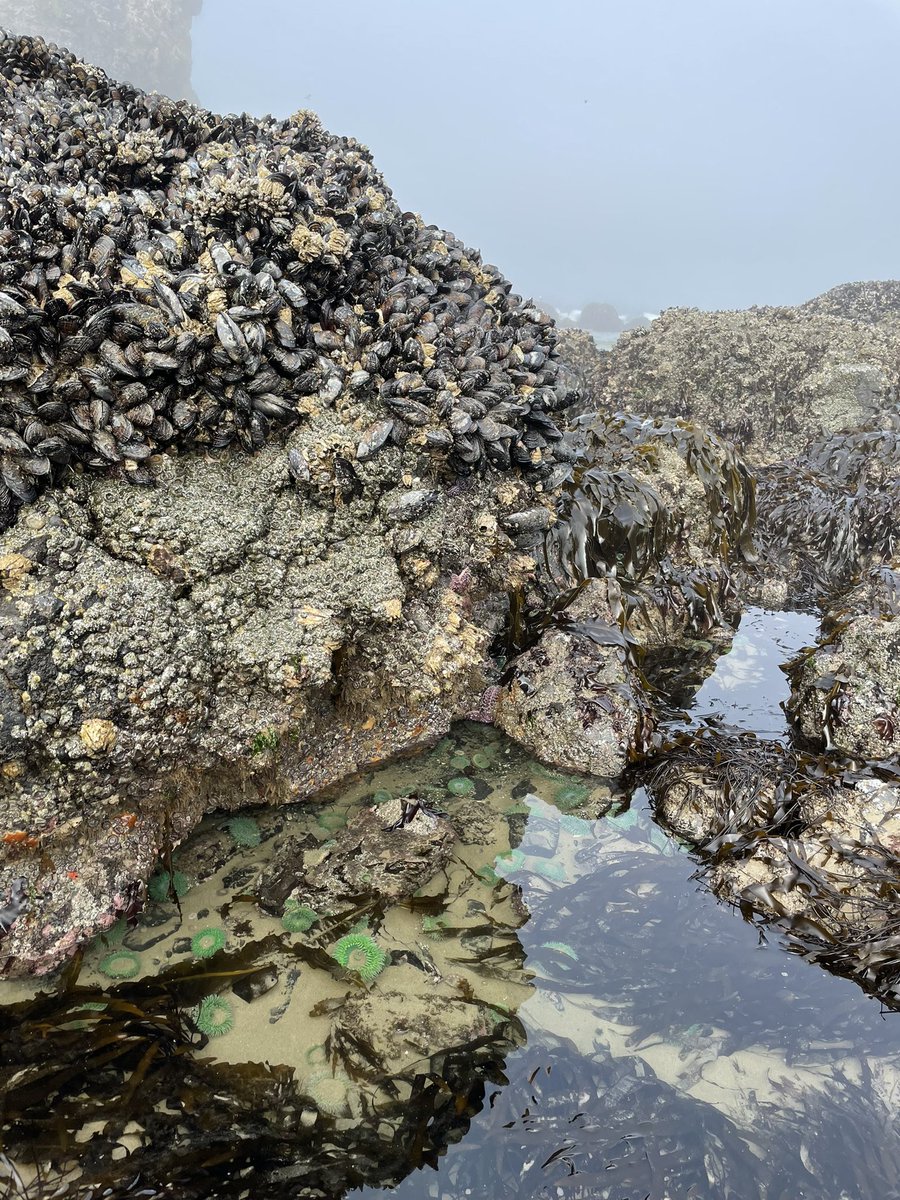 AnnaProsser's tweet image. On Friday it was a special super low tide day at the Oregon Coast! I went to #CannonBeach #HaystackRock, which is usually too far out in the ocean to walk near. We could walk almost all around it! Also, it was very Barovia-misty all along the beach. So much fun. I love it here.